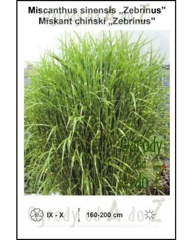 Miscanthus-sinensis-Zebrinus.jpg Miscanthus-sinensis-Zebrinus.jpg