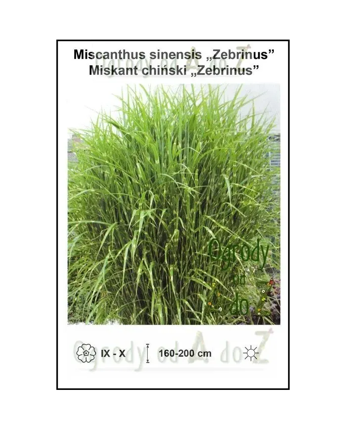 Miscanthus-sinensis-Zebrinus.jpg