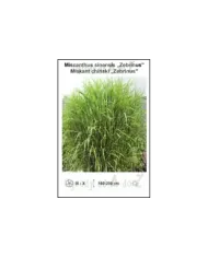 Miscanthus-sinensis-Zebrinus.jpg