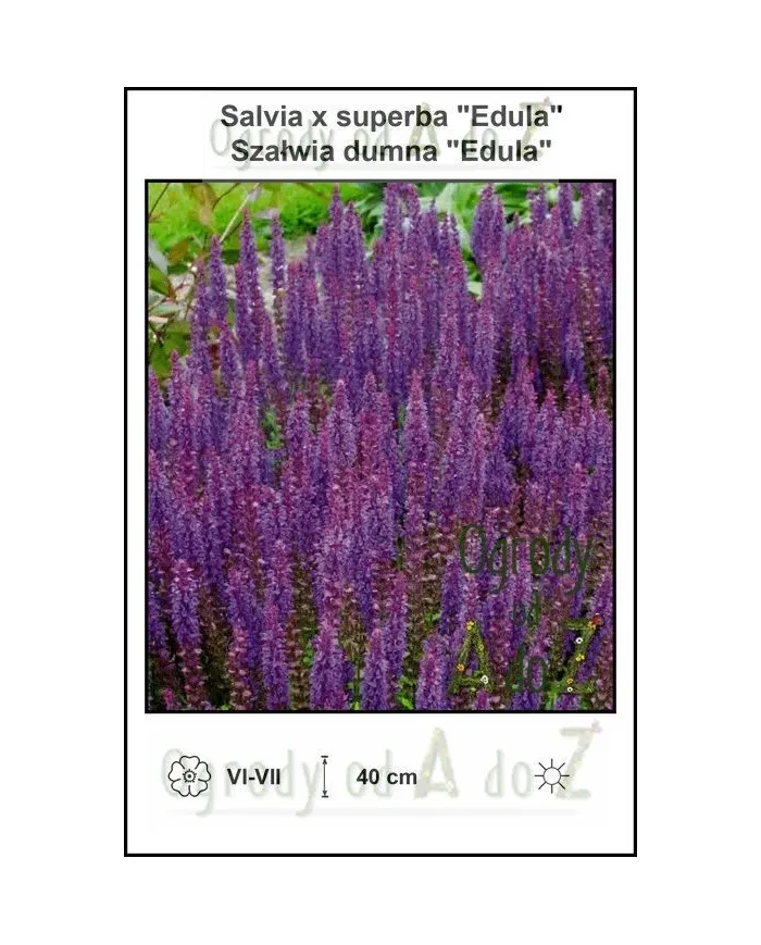 Salvia-x-superba-Edula.jpg Salvia-x-superba-Edula.jpg