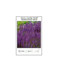 Salvia-x-superba-Edula.jpg Salvia-x-superba-Edula.jpg