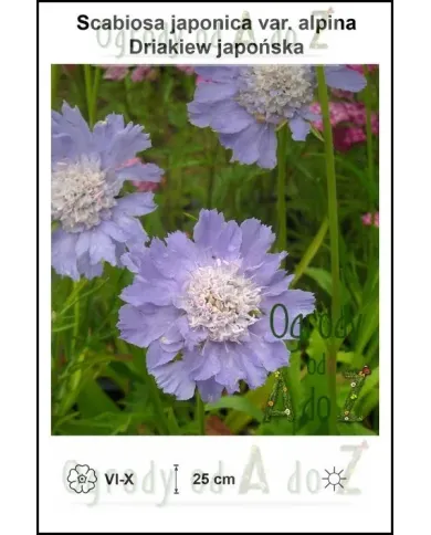 Scabiosa-japonica-var.-alpina.jpg