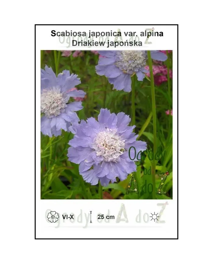 Scabiosa-japonica-var.-alpina.jpg Scabiosa-japonica-var.-alpina.jpg