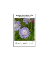 Scabiosa-japonica-var.-alpina.jpg