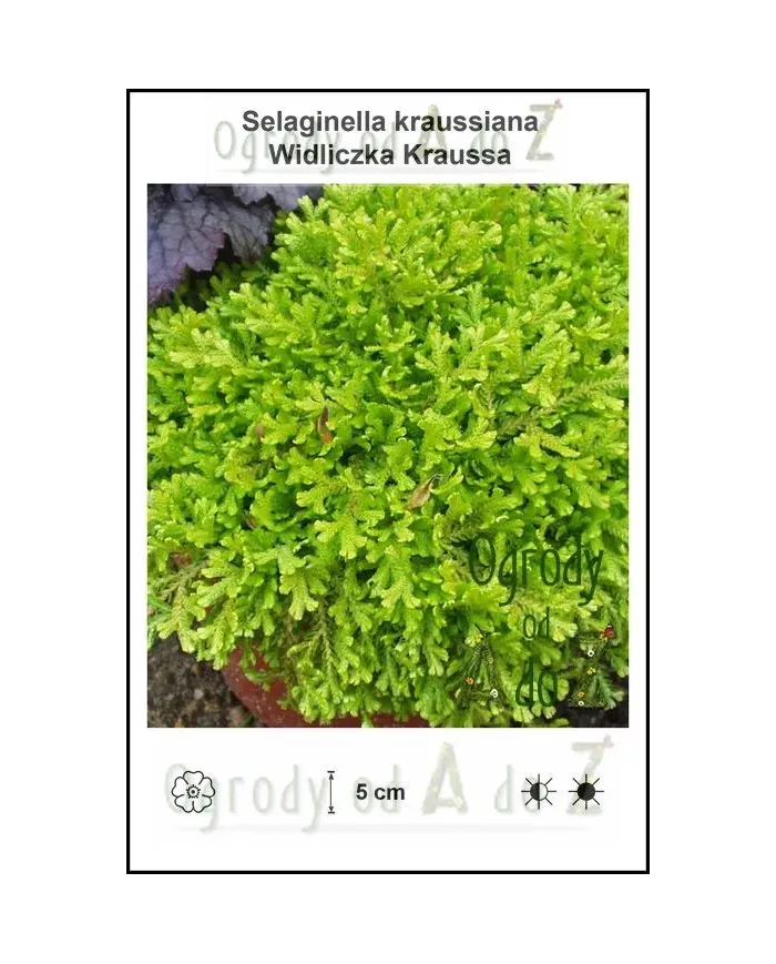 Selaginella-kraussiana.jpg