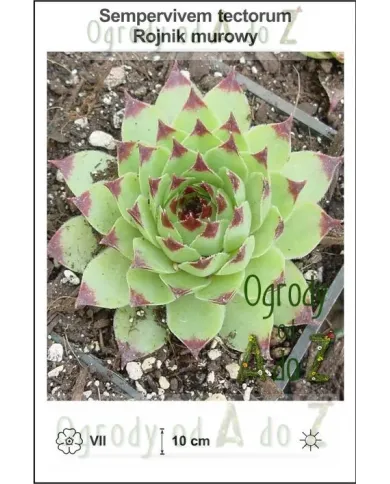 Sempervivem-tectorum.jpg