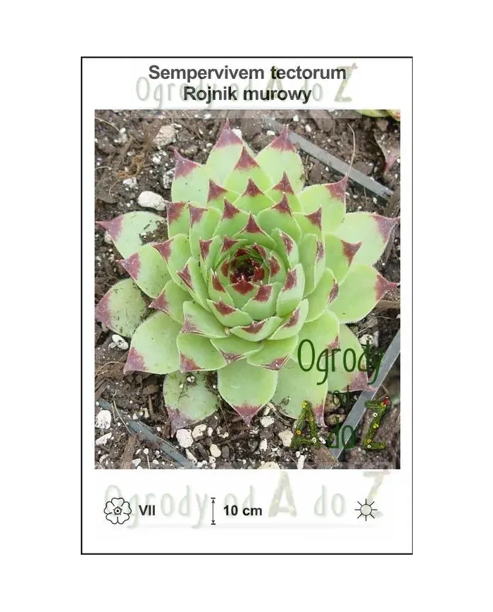 Sempervivem-tectorum.jpg