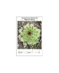 Sempervivem-tectorum.jpg