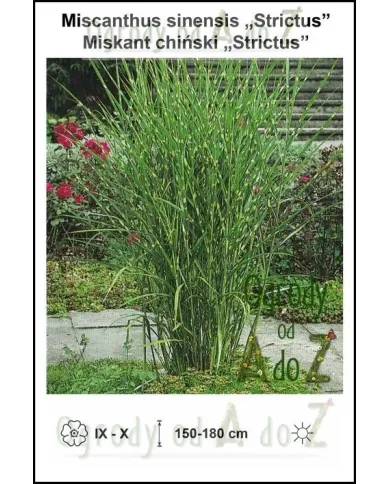 Miscanthus-sinensis-Strictus.jpg