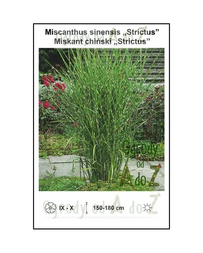 Miscanthus-sinensis-Strictus.jpg