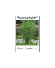 Miscanthus-sinensis-Strictus.jpg