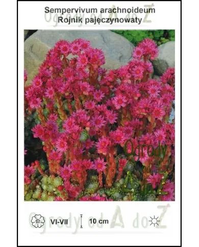 Sempervivum-arachnoideum.jpg