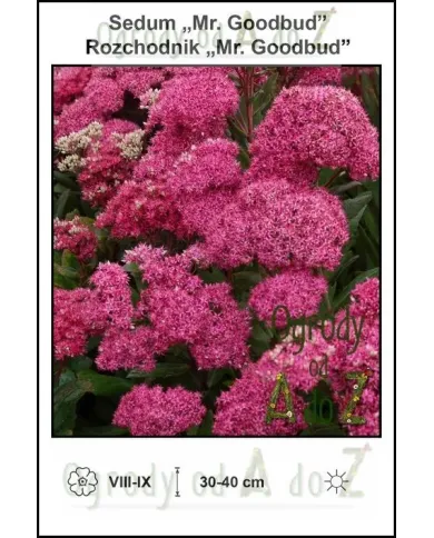 Sedum-Mr.-Goodbud.jpg Sedum-Mr.-Goodbud.jpg