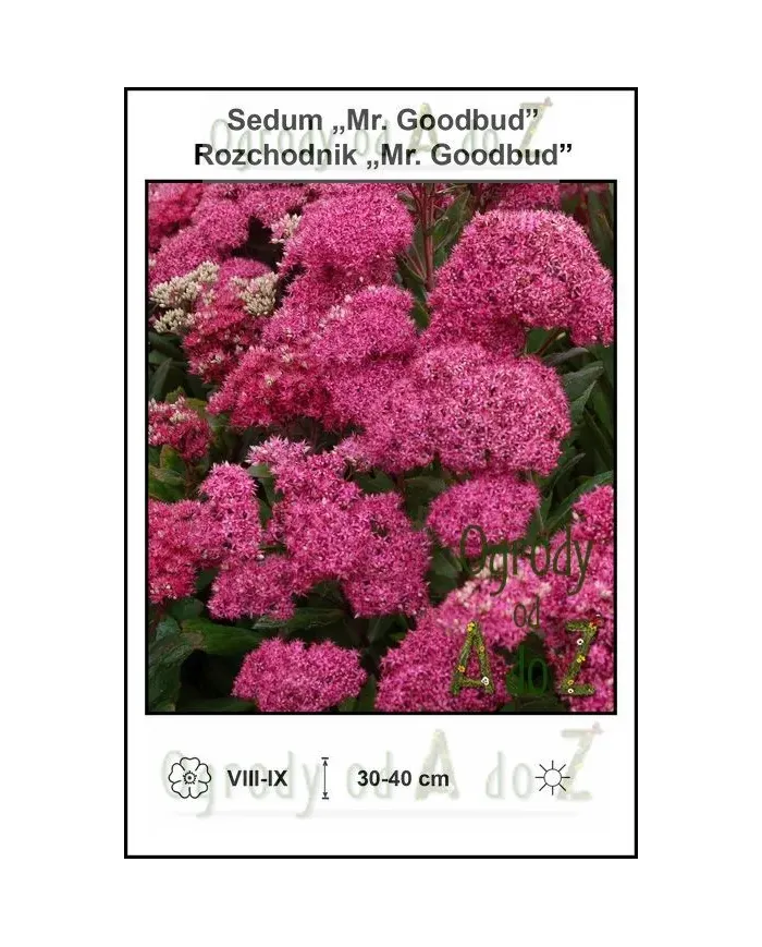 Sedum-Mr.-Goodbud.jpg