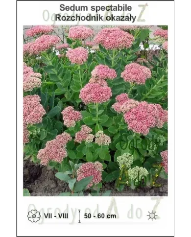 Sedum-spectabile.jpg Sedum-spectabile.jpg