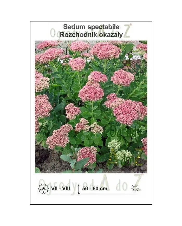 Sedum-spectabile.jpg Sedum-spectabile.jpg