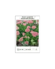Sedum-spectabile.jpg