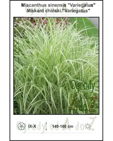 Miscanthus-sinensis-Variegatus.jpg