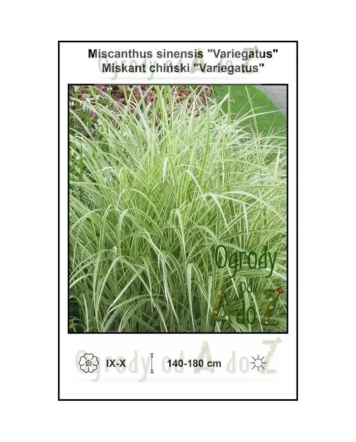 Miscanthus-sinensis-Variegatus.jpg