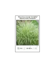Miscanthus-sinensis-Variegatus.jpg