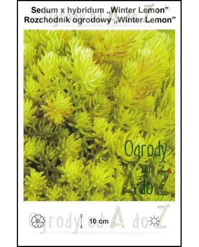 Sedum-x-hybridum-Winter-Lemon.jpg