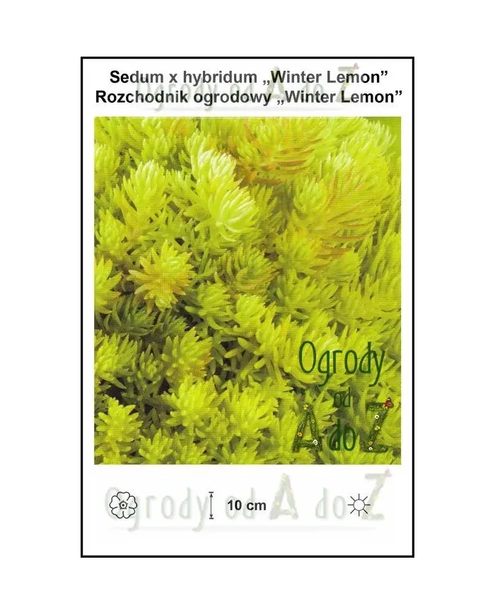 Sedum-x-hybridum-Winter-Lemon.jpg Sedum-x-hybridum-Winter-Lemon.jpg