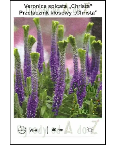 Veronica-spicata-Christa.jpg Veronica-spicata-Christa.jpg