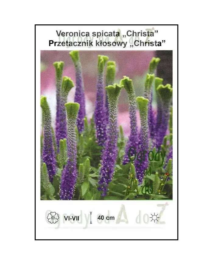 Veronica-spicata-Christa.jpg Veronica-spicata-Christa.jpg