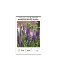 Veronica-spicata-Christa.jpg