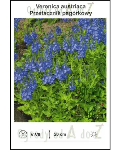 Veronica-austriaca.jpg