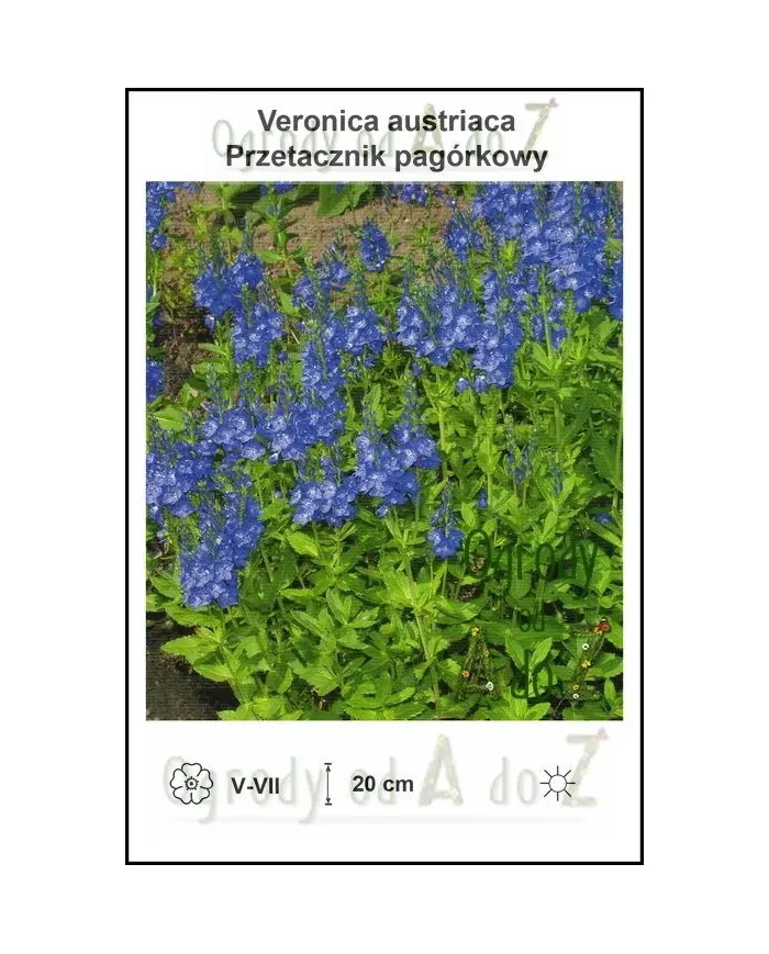 Veronica-austriaca.jpg Veronica-austriaca.jpg