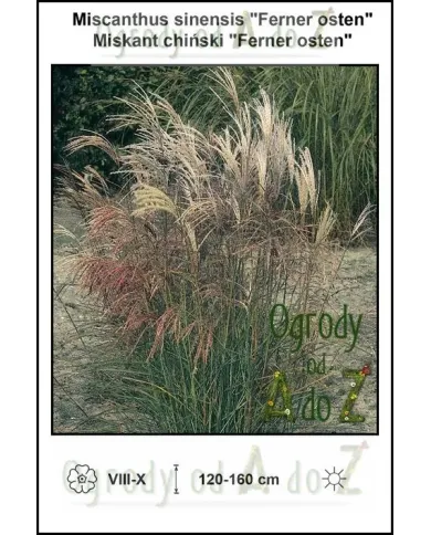 Miscanthus-sinensis-Ferner-osten.jpg