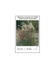 Miscanthus-sinensis-Ferner-osten.jpg