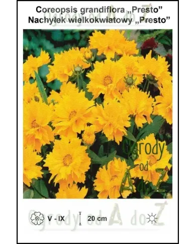 Coreopsis-grandiflora-Presto.jpg Coreopsis-grandiflora-Presto.jpg