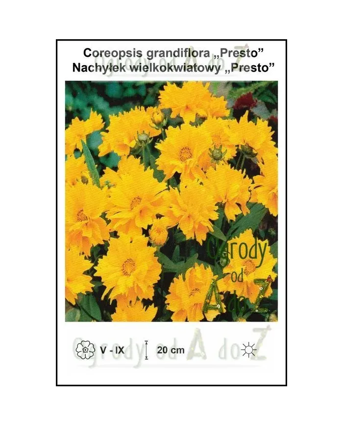 Coreopsis-grandiflora-Presto.jpg Coreopsis-grandiflora-Presto.jpg