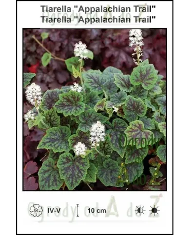 Tiarella-Appalachian-Trail.jpg