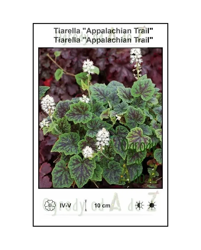 Tiarella-Appalachian-Trail.jpg Tiarella-Appalachian-Trail.jpg