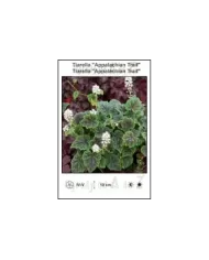 Tiarella-Appalachian-Trail.jpg Tiarella-Appalachian-Trail.jpg