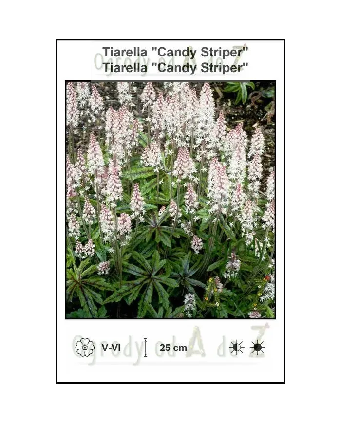 Tiarella-Candy-Striper.jpg Tiarella-Candy-Striper.jpg