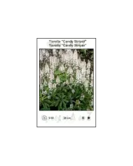 Tiarella-Candy-Striper.jpg Tiarella-Candy-Striper.jpg