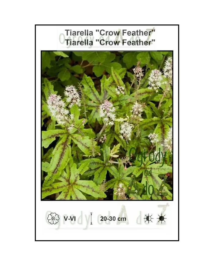 Tiarella-Crow-Feather.jpg Tiarella-Crow-Feather.jpg