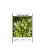 Tiarella-Crow-Feather.jpg Tiarella-Crow-Feather.jpg