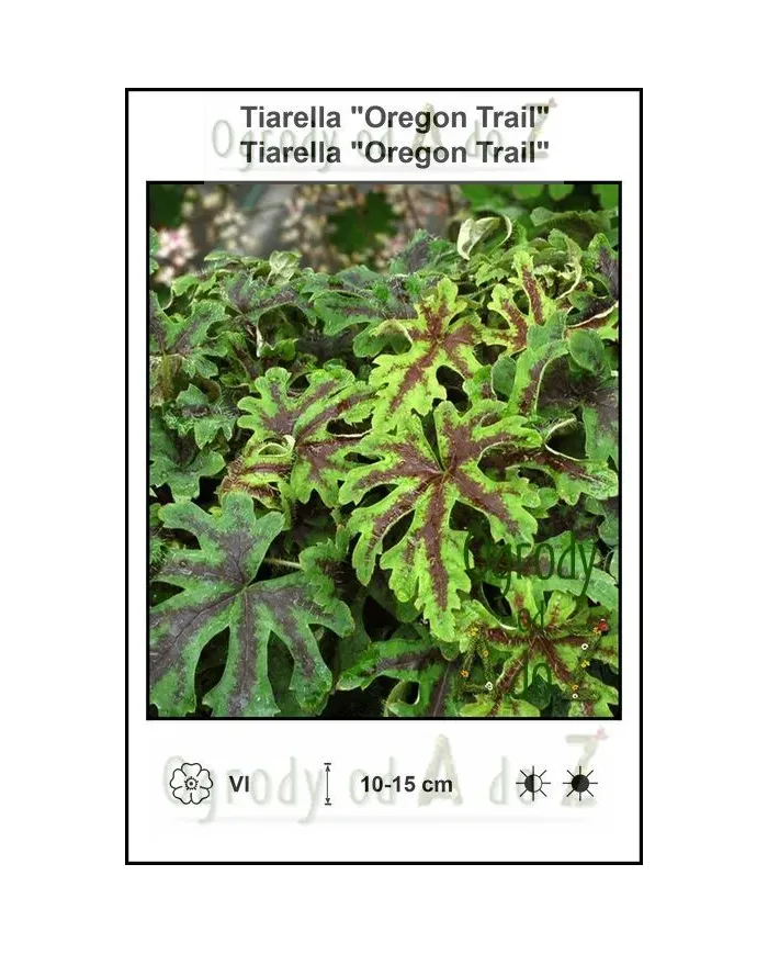 Tiarella-Oregon-Trail.jpg Tiarella-Oregon-Trail.jpg