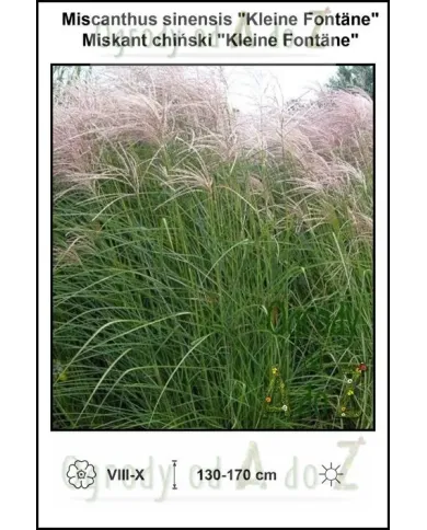 Miscanthus-sinensis-Kleine-Fontäne.jpg Miscanthus-sinensis-Kleine-Fontäne.jpg
