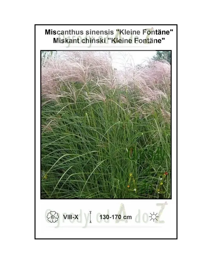 Miscanthus-sinensis-Kleine-Fontäne.jpg