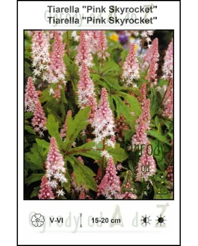 Tiarella-Pink-Skyrocket.jpg
