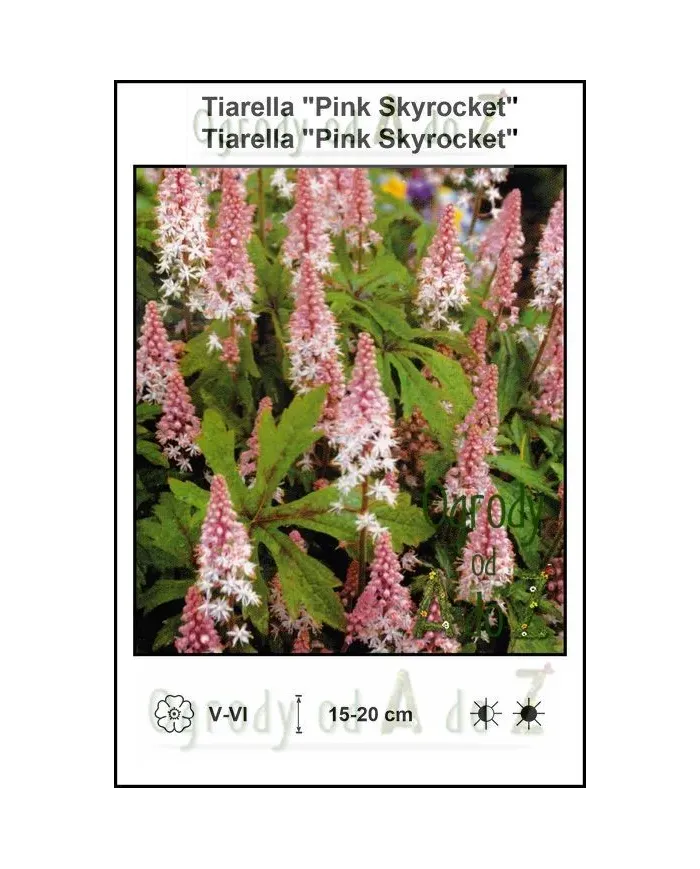 Tiarella-Pink-Skyrocket.jpg