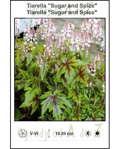 Tiarella-Sugar-and-Spice.jpg