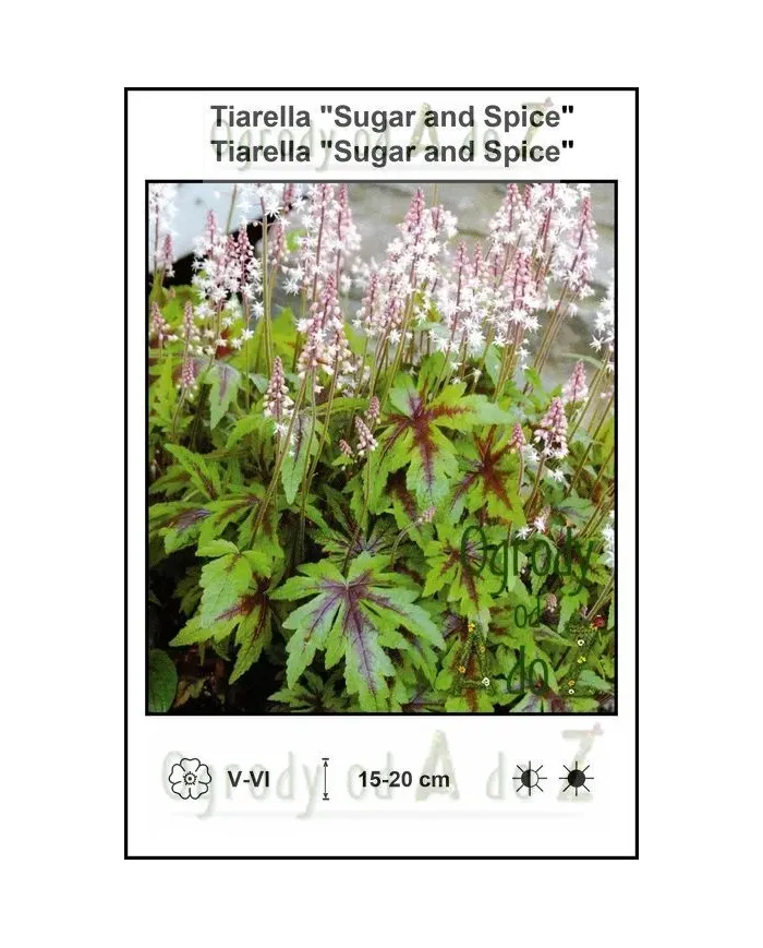Tiarella-Sugar-and-Spice.jpg
