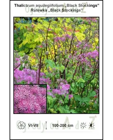 Thalictrum-aquilegiifolium-Black-Stockings.jpg Thalictrum-aquilegiifolium-Black-Stockings.jpg